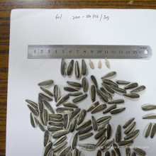 Long shape sunflower seeds 5009 size 24/64